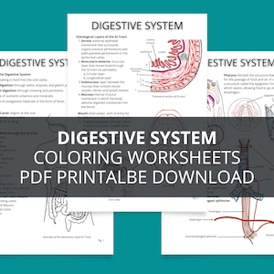 Puede incluir: Una hoja de trabajo para colorear imprimible para que los niños aprendan sobre el sistema digestivo. La hoja de trabajo presenta ilustraciones del tracto digestivo, incluyendo la boca, el esófago, el estómago, el intestino delgado y el intestino grueso. La hoja de trabajo también incluye etiquetas para cada parte del sistema digestivo.