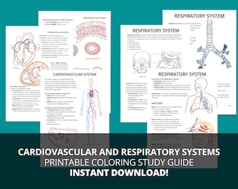 Cardiovascular & Respiratory System Study Guide (Printable PDF)