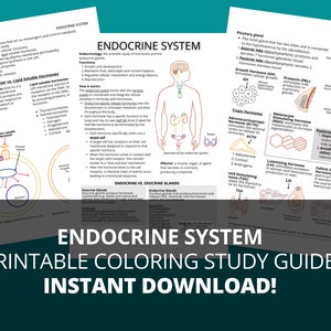 Endocrine System PDF Printable Notes, Endocrine System Study Guide, Endocrine Printable Worksheets, Endocrine PDF Study Guide