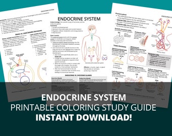 Endocrine System Study Guide (Printable PDF)