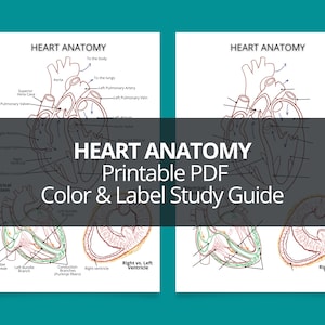 Heart Anatomy Printable PDF Study Guide, Anatomy Coloring Worksheet PDF, Printable  Heart Anatomy PDF, Heart Anatomy Color & Label