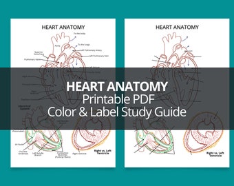 Heart Anatomy Study Guide & Worksheet (Printable PDF)