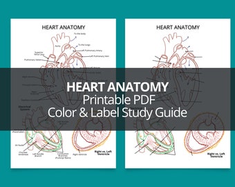 Heart Anatomy Printable PDF Study Guide, Anatomy Coloring Worksheet PDF, Printable  Heart Anatomy PDF, Heart Anatomy Color & Label