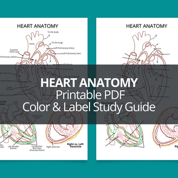 Heart Anatomy Printable PDF Study Guide, Anatomy Coloring Worksheet PDF, Printable  Heart Anatomy PDF, Heart Anatomy Color & Label