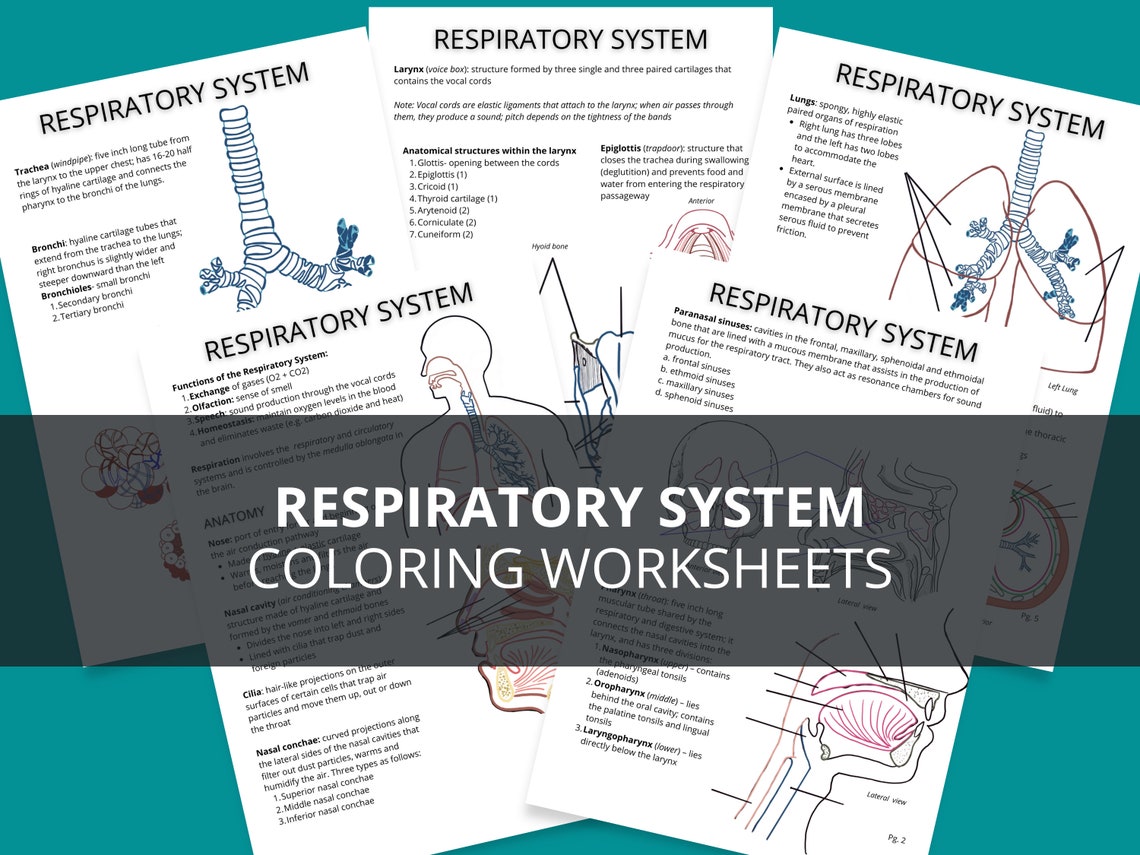 Respiratory Anatomy Printable Coloring Notes / Respiratory Study Guide ...