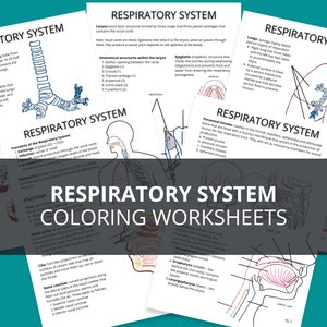May include: A set of printable coloring worksheets for kids to learn about the human respiratory system. The worksheets feature illustrations of the lungs, trachea, bronchi, larynx, and nasal cavity. The text includes labels for each part of the respiratory system.