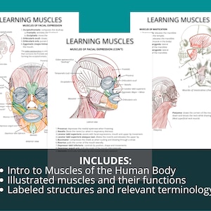 Muscles of the Human Body Printable PDF Study Guide, Muscular System ...