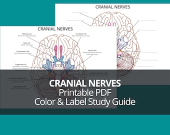 Cranial Nerves Coloring Worksheet & Study Guide (Printable PDF)