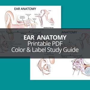 Ear Anatomy Study Guide, Ear Anatomy Color and Label Printable PDF, Ear Anatomy Coloring Printable PDF, Ear Anatomy Printable Notes