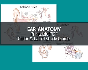 Ear Anatomy Study Guide Coloring Worksheet  (Printable PDF)
