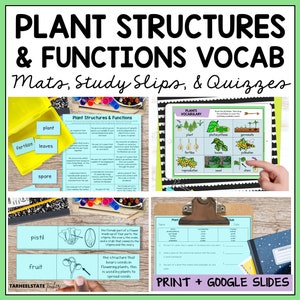 Plants Vocabulary and Definition Practice | Vocabulary Study Guide and Quizzes | Games for Learning | Terminology Flashcards