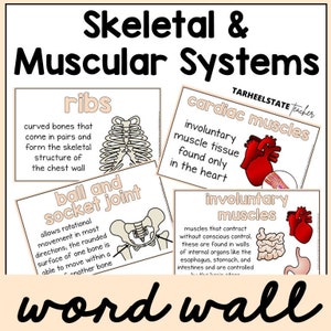 Skeletal and Muscular Definition Posters for Science Bulletin Board | Vocabulary Word Wall Decor Posters | Educational Wall Art