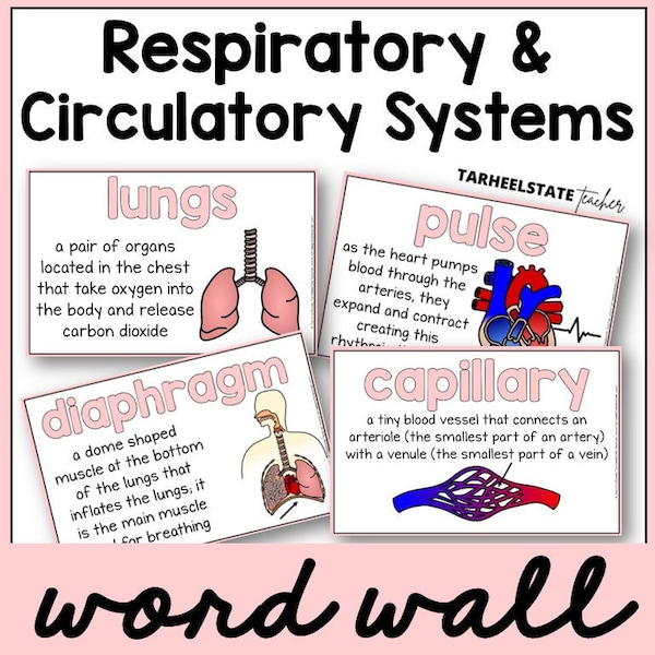 Respiratory and Circulatory System Definition Posters for Science Bulletin Board | Vocabulary Word Wall Decor Posters | Educational Wall Art
