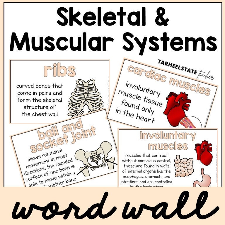 Skeletal and Muscular Definition Posters for Science Bulletin Board | Vocabulary Word Wall Decor Posters | Educational Wall Art