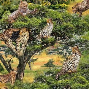 May include: A detailed illustration of a savanna scene with multiple cheetahs. The image shows cheetahs in various poses, some in trees, others running, and some resting. The background features lush green foliage and yellow grasslands, creating a vibrant scene.