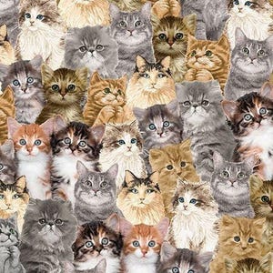 Cat Fabric - Packed Realistic Cats - Timeless Treasures - You had me at Meow - 100% Cotton - Kitty Kitten material