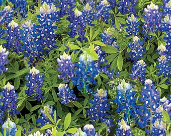 Bluebonnet Flowers - Benartex - 100% Cotton Fabric - Flowers of Friendship - Blue Flower Material Texas State Flower