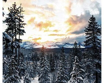 Snowy Tree fabric panel - 28.5” x 42.5” - 100% Cotton - Call of the Wild Hoffman - Sunrise Mountains Winter - X5570-112-Dawn