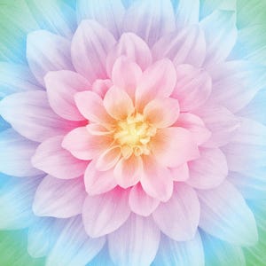 Peut inclure: Gros plan sur une fleur de dahlia multicolore. Les pétales passent d'un centre rose tendre à des nuances d'orange, de lavande et de bleu. Le centre de la fleur est jaune vif, créant un design floral vibrant et accrocheur.