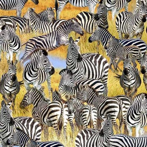 May include: A colourful image showing a collage of zebras in a natural environment. The zebras, with their striking black and white stripes, are shown in different poses, creating a dynamic composition. The background features golden-yellow grass.