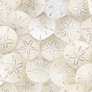 May include: An overhead shot of numerous sand dollars, showcasing their intricate, star-like patterns. The sand dollars vary in shades of white and beige, creating a textured, natural aesthetic. The image evokes a coastal, beach-themed ambiance.