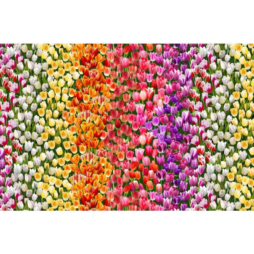 Tulip Fabric - 100% Cotton - DCX12235-MULT-D - Michael Miller - Etsy