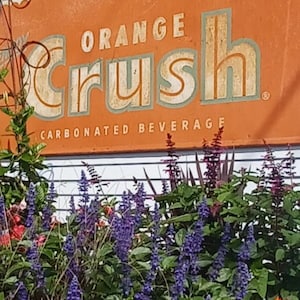 Door County Orange Crush