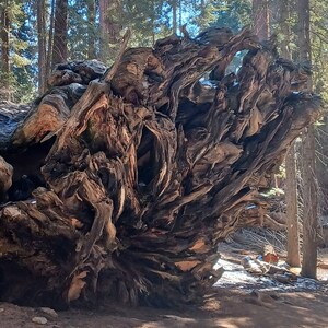 Sequoia National Park 2022 Tree Cut