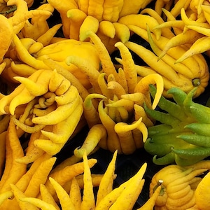 Buddha hand fruit - Etsy 日本