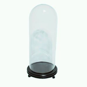 Glass dome on Vintage base 13T 5.5 Diameter