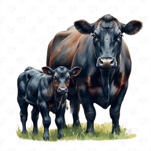 May include: A black cow and calf stand side-by-side in a grassy field. The cow has a brown patch on its back and the calf is completely black.