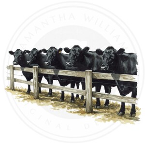 Black Angus-nötkreatur PNG, Clipart med lantbruksdjur (300 DPI)