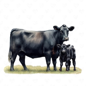 May include: A black cow and a black calf stand side-by-side in a grassy field. The cow is larger and has a gentle expression, while the calf is smaller and looks up at the viewer.