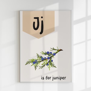 May include: A white poster with a tan banner at the top that says "Jj" in black. The poster features a green juniper branch with blue berries and the text "is for juniper" in black.
