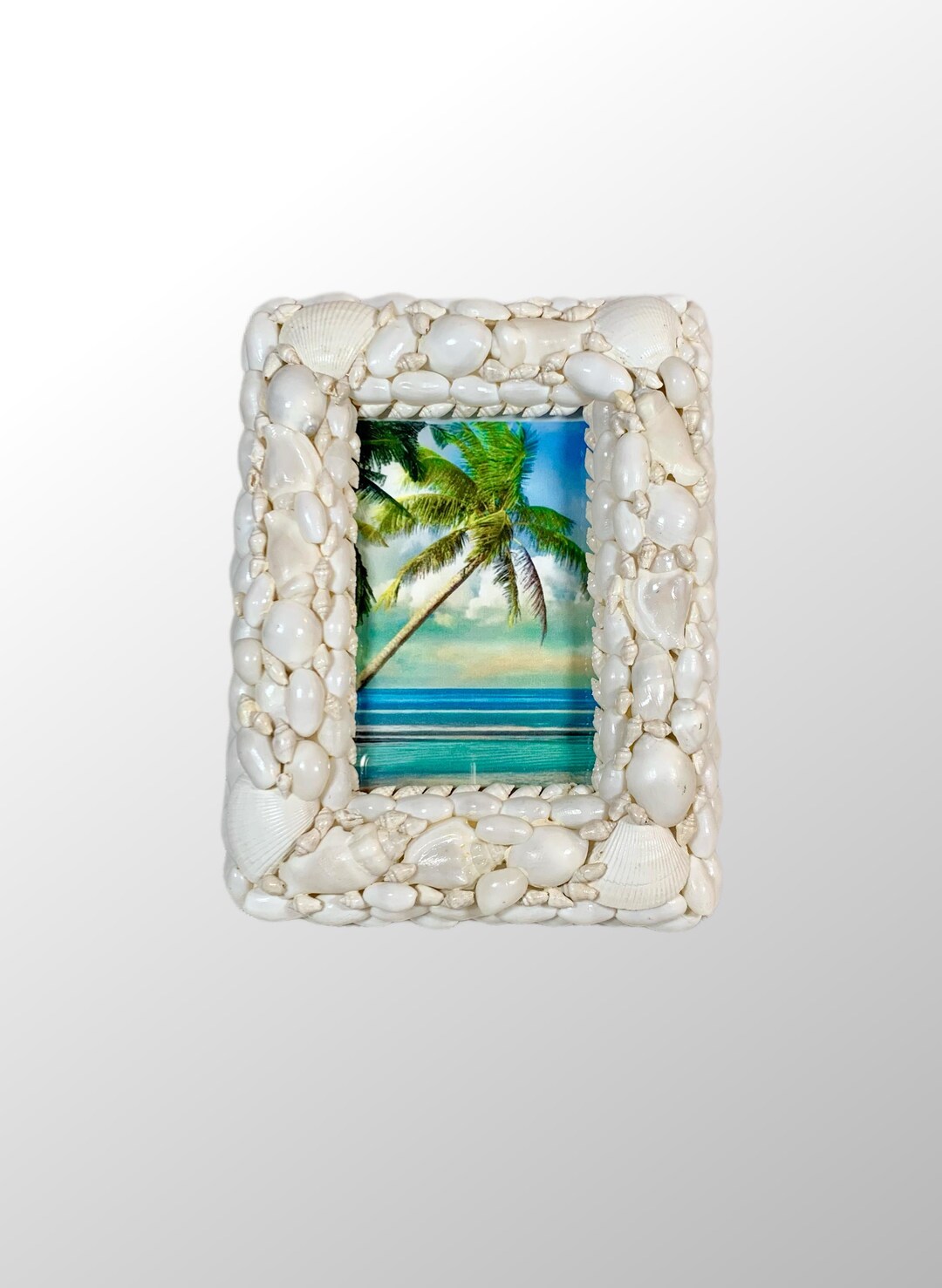 Tabletop Shells Hand Crafted Tabletop Coastal Natural Assorted White Shells Photo 4” X ...