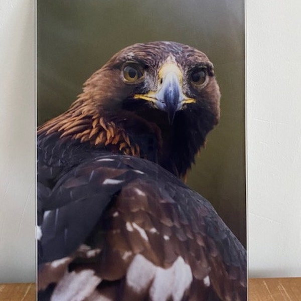 Wall Decoration Golden Eagle