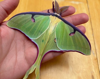 Pegatina de polilla Luna hecha a mano, nueva mariposa insecto de tamaño natural