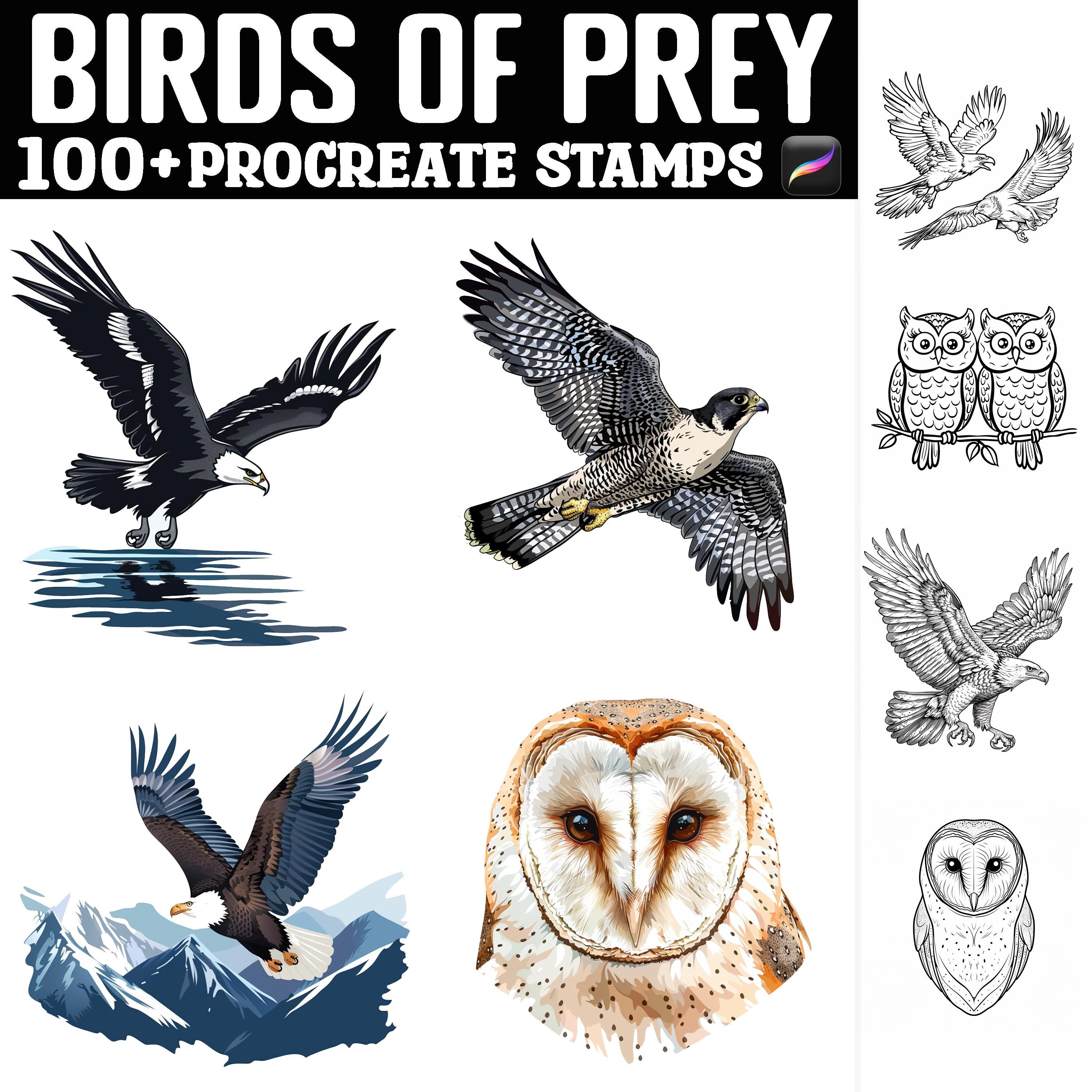 100+ Sellos y pinceles Procreate de aves rapaces | Águilas, halcones, gavilanes, búhos | Descarga instantánea