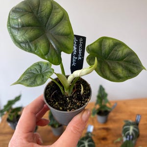 Alocasia Dragon Scale Unusual House Plant