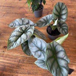 Alocasia Silver Dragon Rare Unusual House Plant