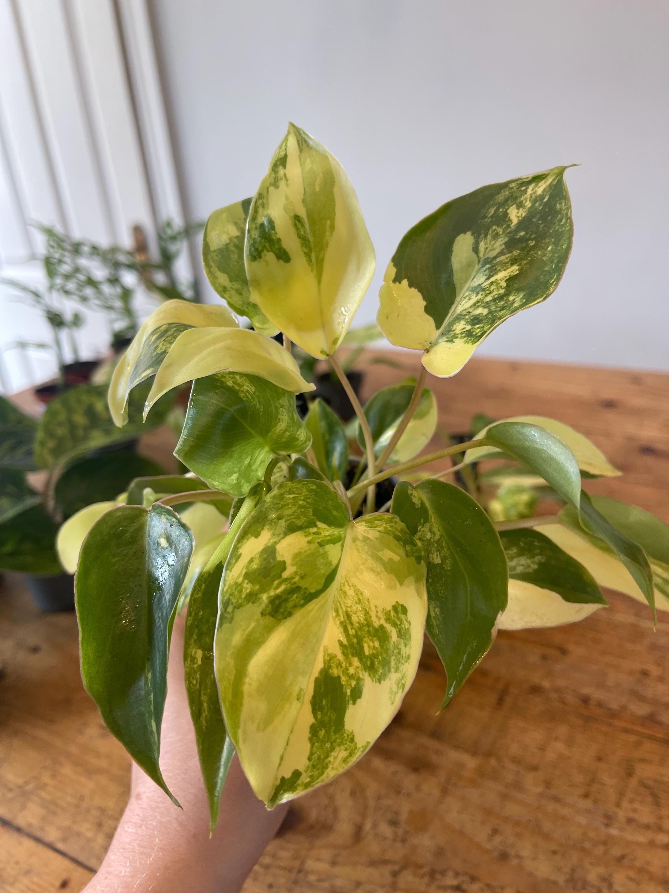 フィロデンドロンバールマルクス斑入り 鉢