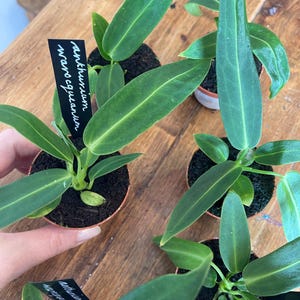 Anthurium Warocqueanum, planta de interior, planta rara.