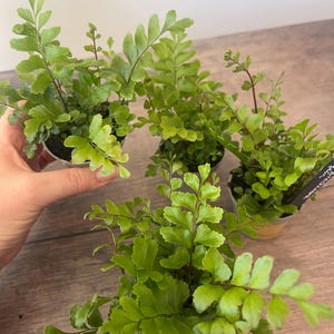 May include: Four small potted maidenhair ferns with delicate, bright green fronds and thin, dark stems. Each plant is contained in a small, clear plastic nursery pot, with one plant featuring a black plastic label with white text.