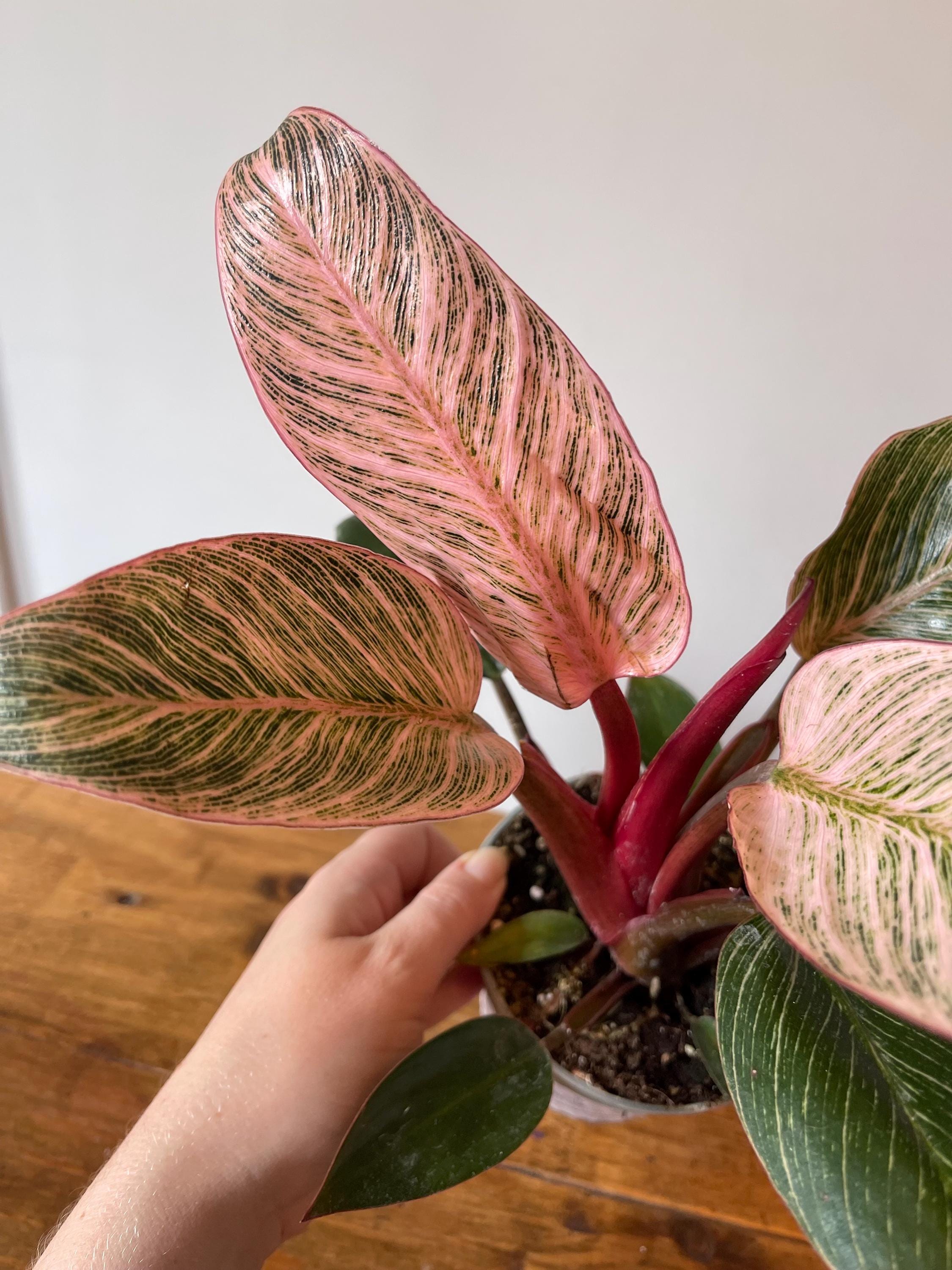 Philodendron Pink Birkin Rare House Plant Etsy - Younggreenshootco -  Shopping.com