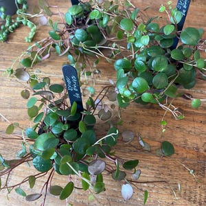 May include: Several small potted plants labelled "String of Coins" are shown from above. The plants have small, round, green leaves and reddish-brown stems. They are arranged on a wooden surface.