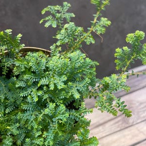Selaginella Peacock Moss Blue Terrarium Plant