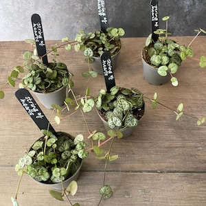 May include: Five small potted String of Hearts plants with heart-shaped leaves and trailing vines. Each pot has a black label with the text "String of hearts" in white. The plants are in small grey pots on a wooden surface.