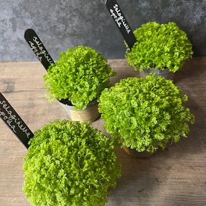 Selaginella Apoda Terrarium Plant 'Spike Moss'
