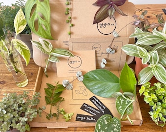 Lote sorpresa de esquejes de plantas de interior
