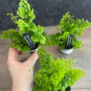 May include: Three small potted maidenhair ferns with bright green leaves. Each pot has a small black label with handwritten text. The ferns are displayed on a wooden surface against a dark grey background.
